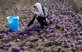 آغاز برداشت زعفران در شهرستان شاهین‌دژ