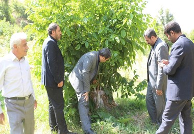 کشاورز فیروزکوهی درختان مسن گردو را پیوند زد