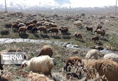 طرح مدیریت چرای دام در ورودی و خروجی مراتع شاهرود اجرا می‌شود