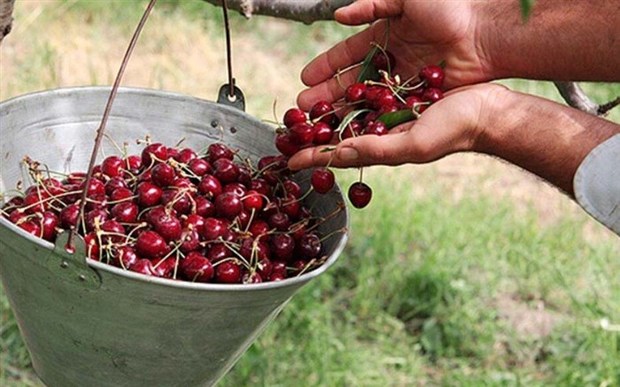 برداشت آلبالو و گیلاس از باغات همدان