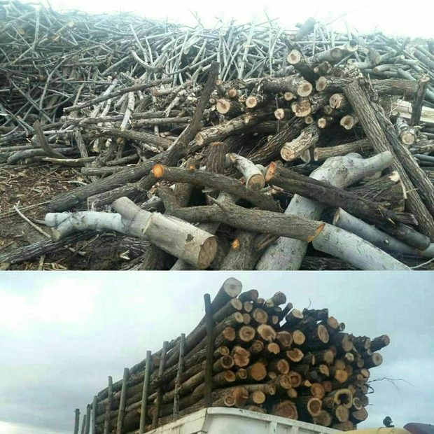 درختان منطقه «قره‌داغ» با مجوز جهاد کشاورزی قطع شده‌اند