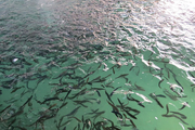 رهاسازی یک میلیون و ۱۰۰ هزار بچه ماهی در رودخانه دز