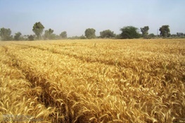 تند باد به ۵۰۰ هکتار از مزارع گندم در اندیمشک خسارت وارد کرد
