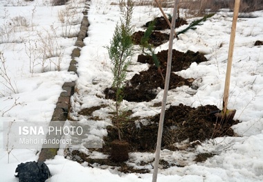 ۵۰۰ هزار اصله نهال در آذربایجان غربی کاشته می شود