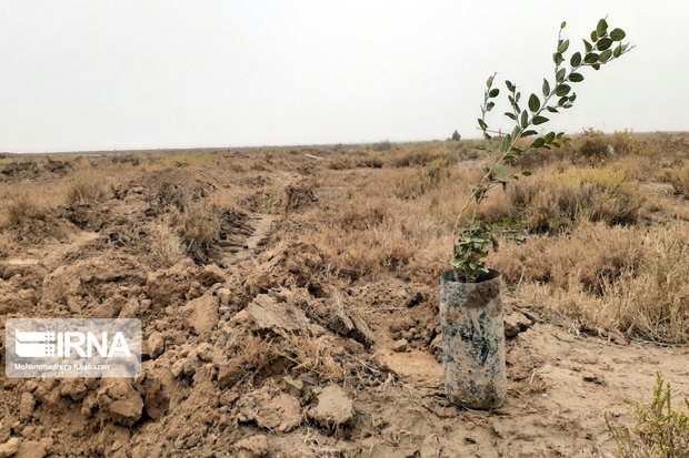 ۶۷۰ هکتار زمین در آذربایجان‌غربی تا فروردین آینده نهال‌کاری می‌شود