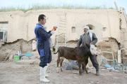 77هزار راس دام سیستان و بلوچستان علیه بیماری مایه کوبی شد
