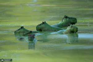 منتخب تصاویر امروز جهان - 26 و 27 بهمن 1403