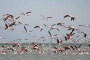 کوچ سالانه پرندگان مهاجر به تالاب میقان اراک