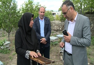 طرح تاک از طرح های موفق اشتغال زایی در کشور است