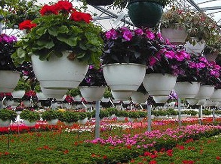 خودکفایی سازمان پارک‌های تبریز در تولید مجموعه‌ای از گل‌های سازگار با اقلیم منطقه