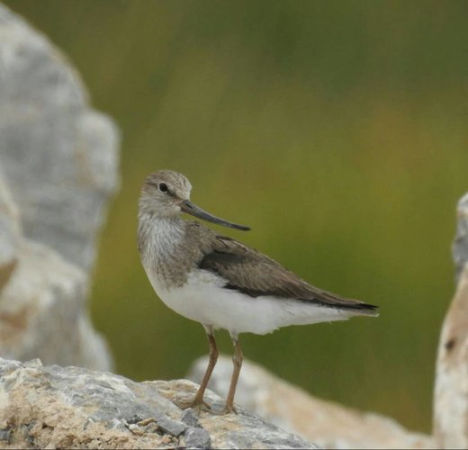 ثبت مشاهده ۲۷۰ گونه پرنده در چهارمحال و بختیاری