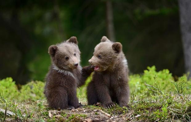 عکس روز نشنال جئوگرافیک؛ دو توله خرس بازیگوش