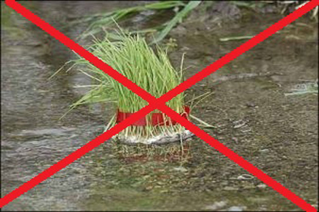مردم از انداختن سبزه در کانال های آب و رودخانه  ها یپرهیزند