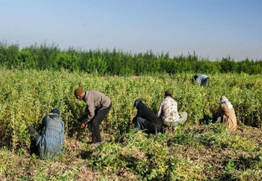 43 درصد اعتبارات اشتغال روستایی استان مرکزی جذب شد