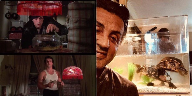 راکی هنوز لاکپشت‌های 43 اش را به یادگار نگه داشته است! + عکس
