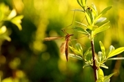 این 9 گیاه پشه‌ها را از حیاط و خانه شما دور می‌کنند + عکس ها
