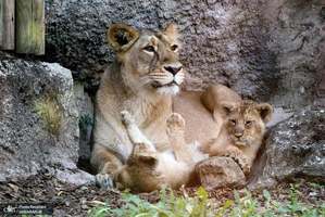 منتخب تصاویر امروز جهان- 21 تیر