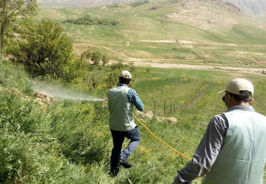 مبارزه با ملخ صحرایی در هرمزگان به ۲۲ هزار هکتار رسید