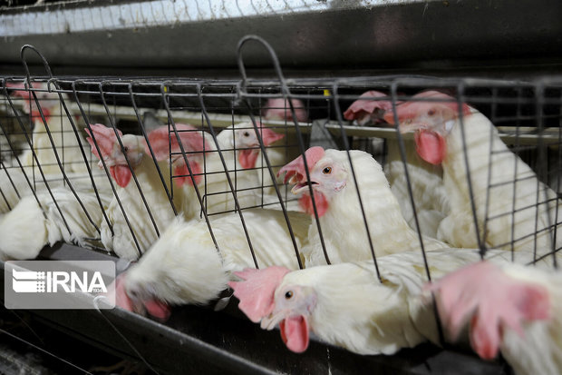کشف مرغ قاچاق در کبودراهنگ