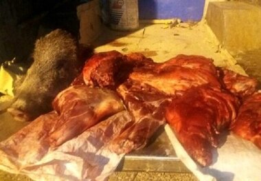  گوشت گراز به جای قوچ در شیروان خرید و فروش می شود!
