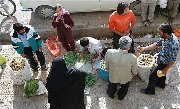 ریشه‌کنی گیاهان‌کوهی حکایتی غم‌انگیز در کهگیلویه و بویراحمد  فروش گیاهان‌قیمتی به بهای انقراض+تصاویر