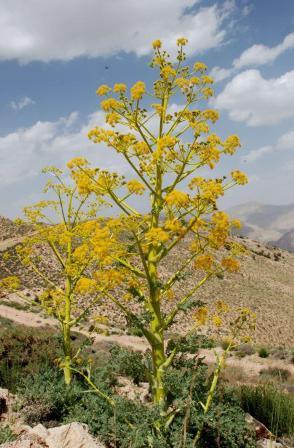 برداشت گیاه دارویی باریجه از مراتع دلیجان آغاز شد