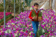 پرورش گل شب بو در خمینی شهر