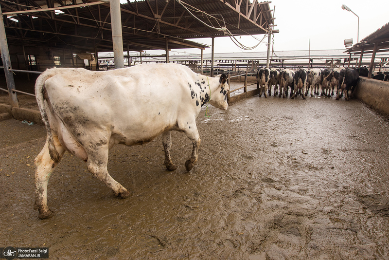 کارگران دامپروری؛ ستون‌های سلامت و آبادانی کشور
