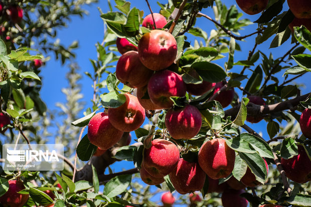 باغدار اهل نقده‌ ۲۰ تن از محصول سیب خود را به نیازمندان اهدا کرد