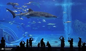 منتخب تصاویر امروز جهان - 10 آبان 1401