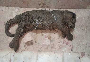 هلاک شدن توله‌پلنگ در کانال آب نیروگاه سی‌سخت 