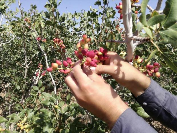 دومین همایش ملی پسته ایران در رفسنجان برگزار می شود