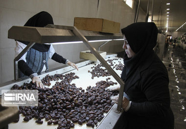 بازار خارجی خرمای خوزستان در معرض تهدید