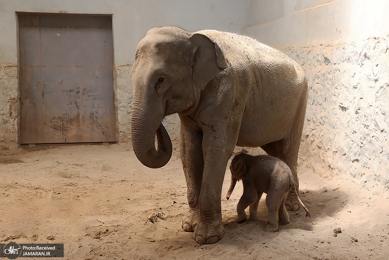 منتخب تصاویر امروز جهان- 26 اردیبهشت 1400