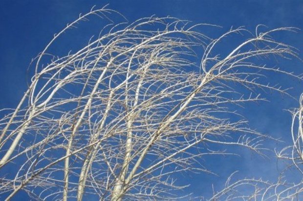 سرعت وزش باد در همدان به 60 کیلومتر در ساعت رسید