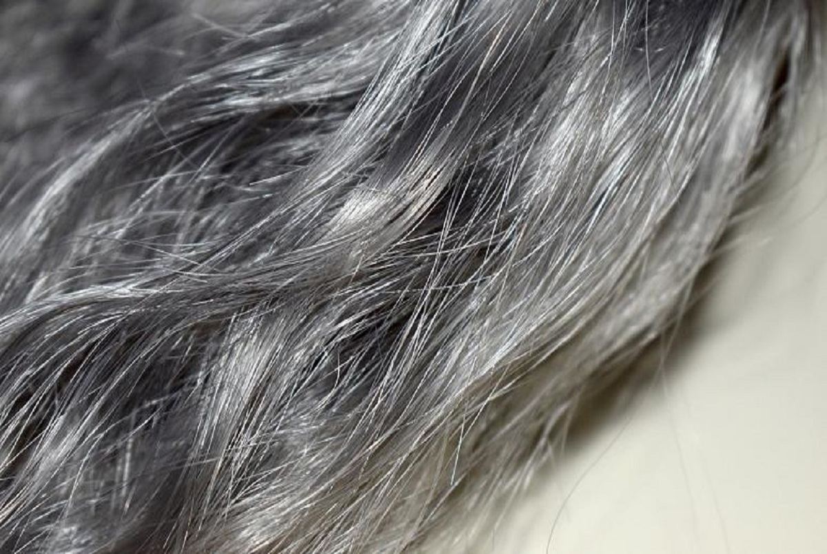 موهای خاکستری با رفع استرس رنگ طبیعی خود را باز می یابند
