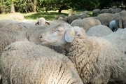 اخبار قیمت گوسفند زنده