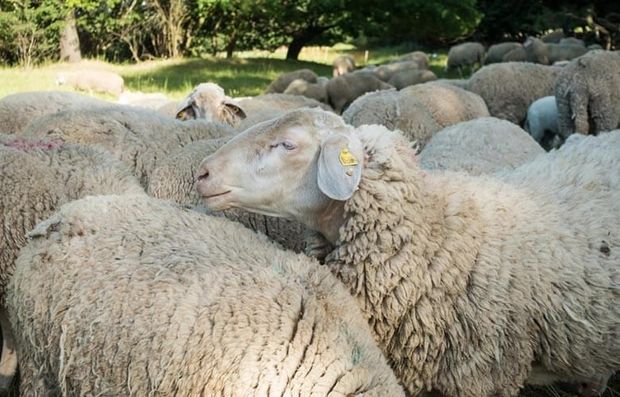 اخبار قیمت گوسفند زنده