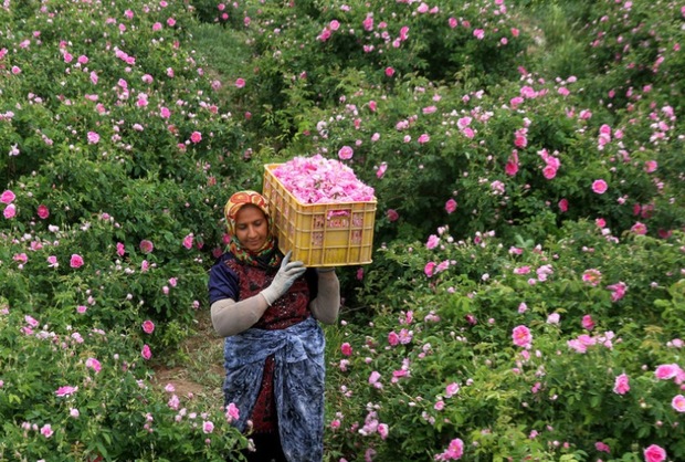 280تن گل محمدی در لرستان برداشت می شود