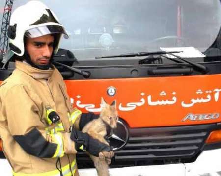 58 عملیات آتش نشانی برای نجات حیوانات در یاسوج انجام شد