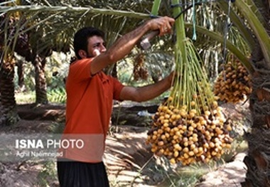 نخلداران نگران قیمت خرما