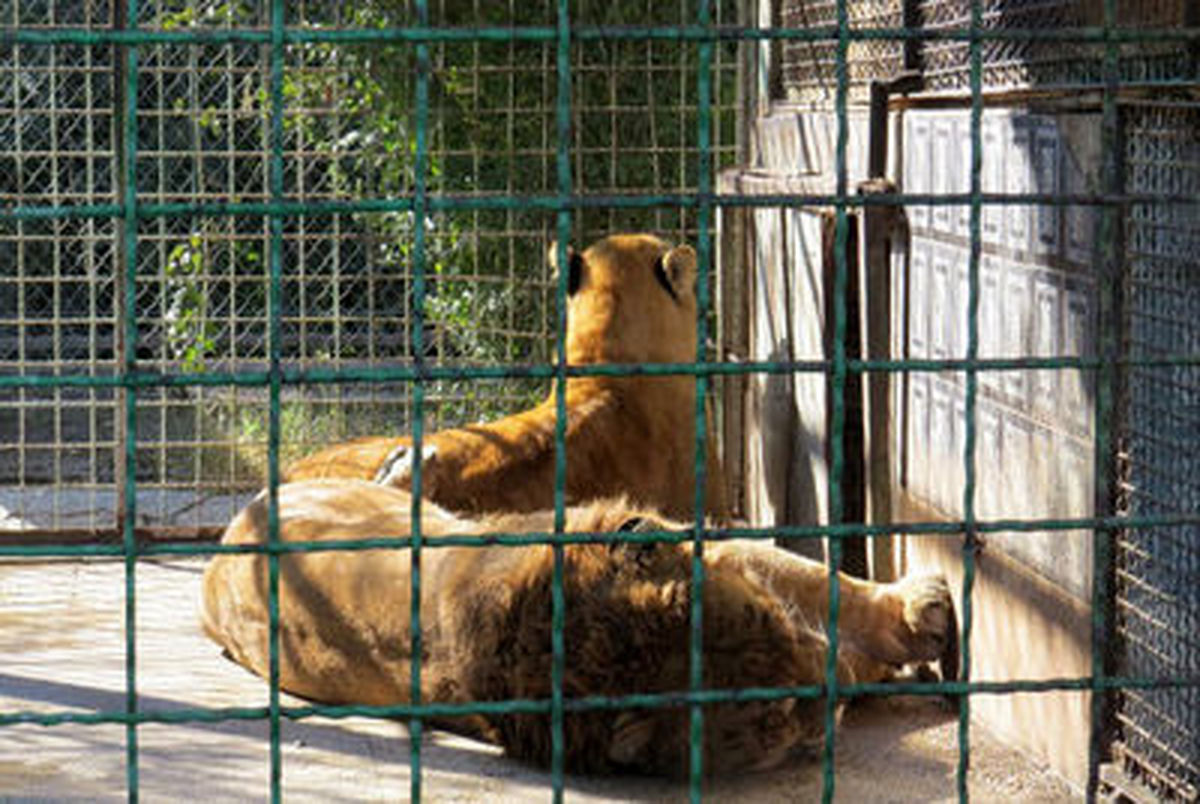 7 باغ وحش در ایران تعطیل شد