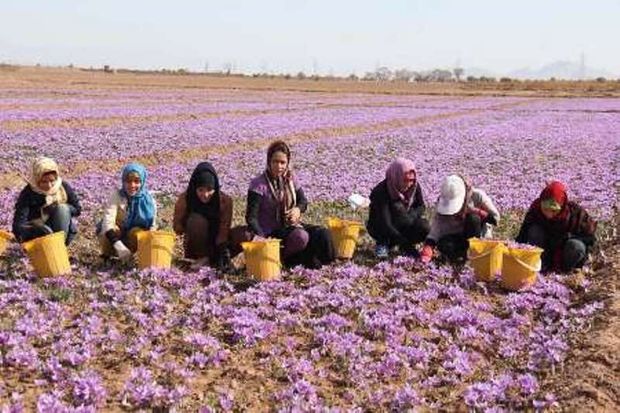 تعاون روستایی با پرداخت تسهیلات از زعفرانکاران حمایت می‌کند