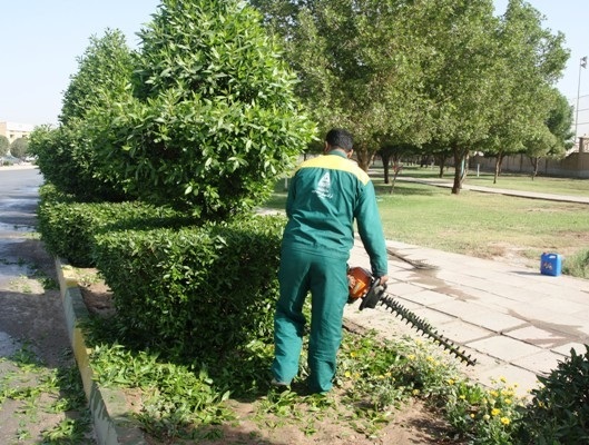 مدیریت هرس درختان کنوکارپوس را از شهرداری گرفته اند پیشنهاد شست وشو بجای هرس را مطرح کرده ایم