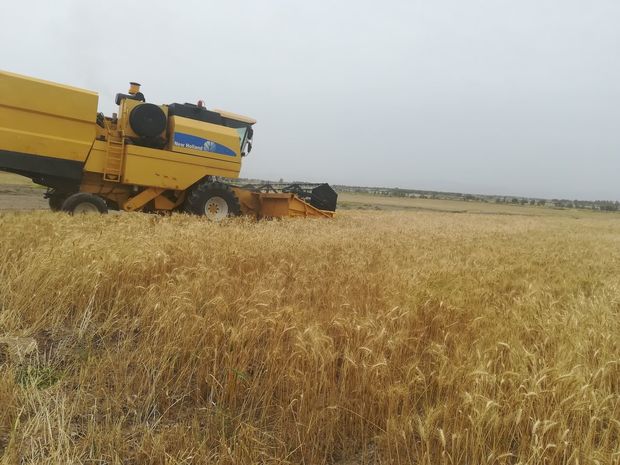 خرید گندم در ایرانشهر از مرز ۶ هزار تن گذشت