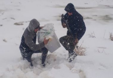 صندوق سیار اخذ رای‌ با تراکتور به یک روستای شیروان منتقل شد