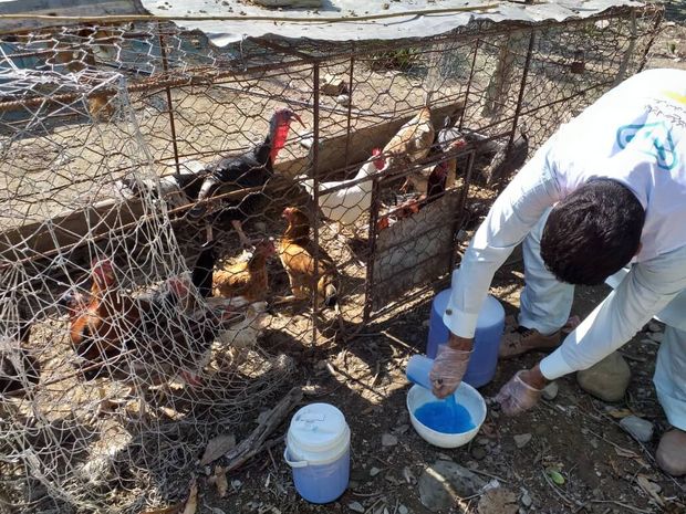 770 هزار قطعه طیور آذربایجان‌غربی در برابر نیوکاسل ایمن‌سازی شدند