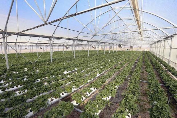 ۱۰۰ هکتار زمین دولتی شیروان مستعد ساخت مجتمع گلخانه‌ای است