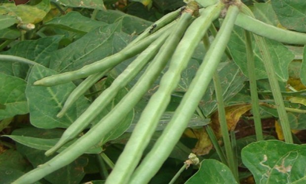 کشت حبوبات در قزوین رشد یافت