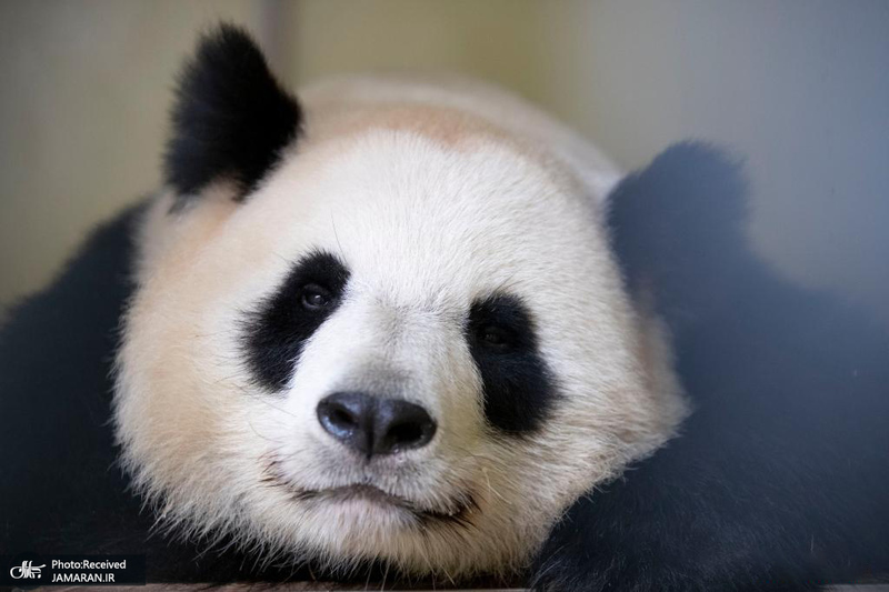 منتخب تصاویر امروز جهان- 3 مرداد 1400